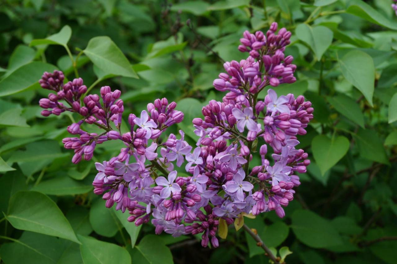 Les Lilas Des Chenes Piolenc Buitenkant foto